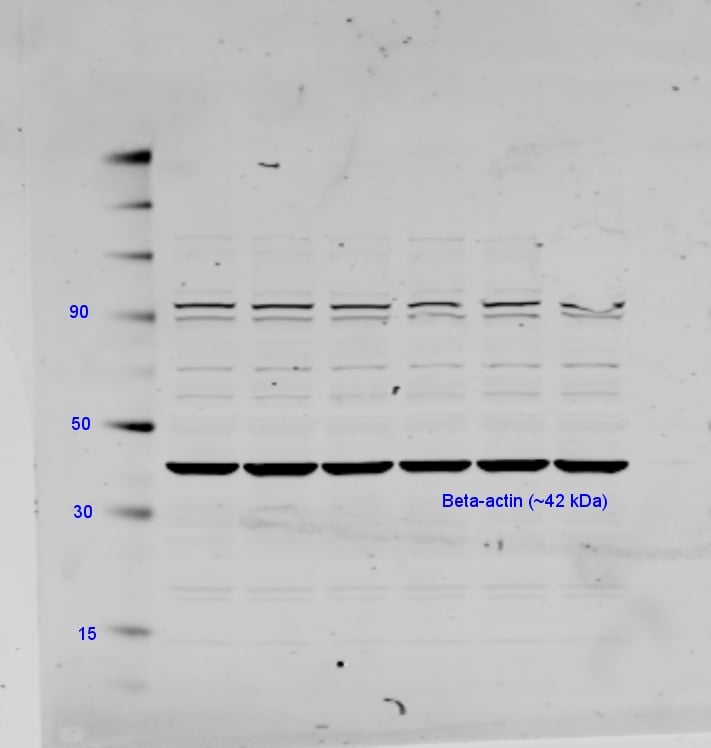 betaActin Antibody for Western Blot Antibody Review